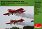 1/48 Zlin Z-50 Zelazny Aerobatic Team model kit